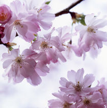 Japanese cherry blossoms von Intensivelight Panorama-Edition