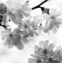 Delicate cherry blossoms - monochrome von Intensivelight Panorama-Edition