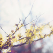 Chinese witch hazel - light by Intensivelight Panorama-Edition
