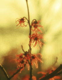Chinese witch hazel - red by Intensivelight Panorama-Edition