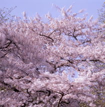 Cherry tree moving in the wind von Intensivelight Panorama-Edition