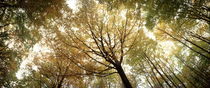 Autumn canopy seen from below by Intensivelight Panorama-Edition