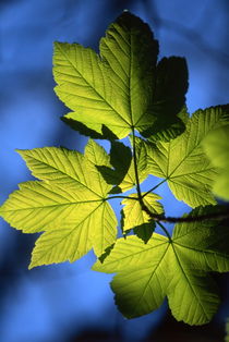 Green maples leaves in spring by Intensivelight Panorama-Edition