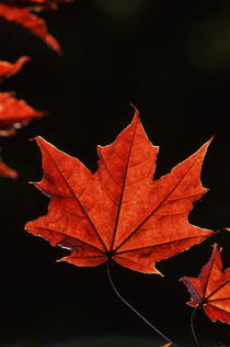 Red maple leaf in autumn von Intensivelight Panorama-Edition