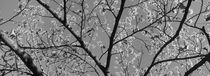 Chinese witch hazel - monochrome by Intensivelight Panorama-Edition