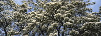 Flowering pear tree in spring von Intensivelight Panorama-Edition
