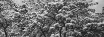 pear tree  blooming in spring - monochrome von Intensivelight Panorama-Edition