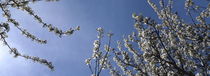 Blossoming cherry twigs and blue sky by Intensivelight Panorama-Edition