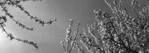 Blossoming cherry trees - monochrome by Intensivelight Panorama-Edition