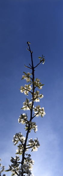 Twig of a flowering cherry tree  by Intensivelight Panorama-Edition