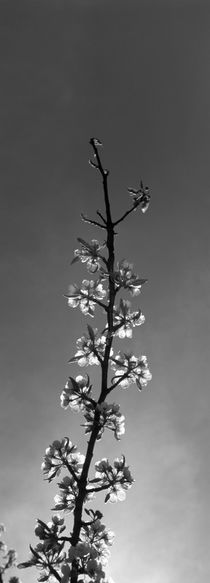 Twig of a flowering cherry tree - monochrome by Intensivelight Panorama-Edition