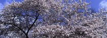 Cherry tree blooming in spring - panorama von Intensivelight Panorama-Edition