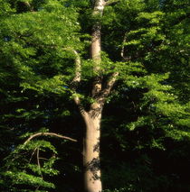 Strong beech tree in summer - dreamlike by Intensivelight Panorama-Edition