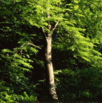 Beech tree in summer - dreamlike by Intensivelight Panorama-Edition