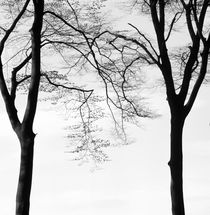 Two beech trees in spring - monochrome by Intensivelight Panorama-Edition