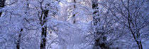 Blue winter forest by Intensivelight Panorama-Edition