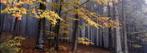 Fall forest panorama von Intensivelight Panorama-Edition