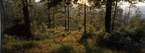Forest path on a summer evening von Intensivelight Panorama-Edition