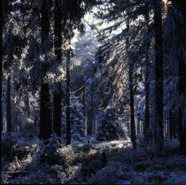 Blue forest von Intensivelight Panorama-Edition