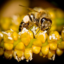 Bee Collecting Pollen by Jim DeLillo