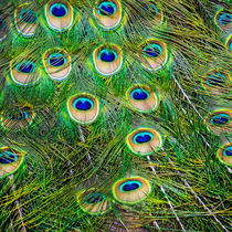 Peacock Feathers by Jim DeLillo