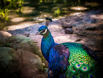 Beautiful Peacock by Jim DeLillo