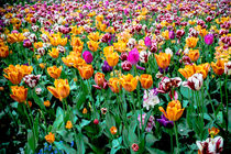 Field of Tulips von Jim DeLillo