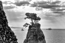 lonely tree in the sea by Joseph Borsi