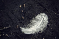 White Feather von Vicki Field