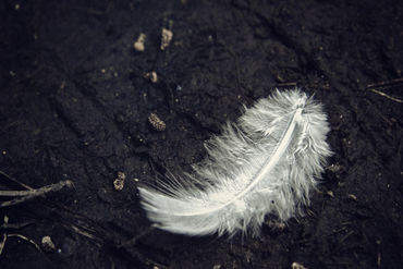 White-feather