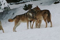 Wolf pack standing close to each other von Intensivelight Panorama-Edition