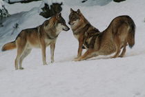 Wolf pack in the snow by Intensivelight Panorama-Edition