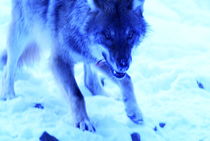 Blue wolf von Intensivelight Panorama-Edition