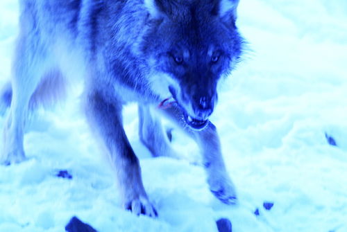 Wolf104-43blue