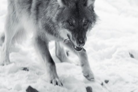 Wolf104-43sw