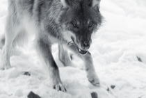 Wolf eating - monochrome by Intensivelight Panorama-Edition