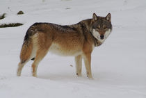 Wolf at dusk in winter von Intensivelight Panorama-Edition
