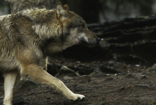Wolf404-3