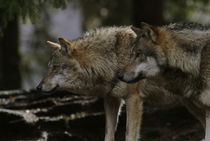 Two staring wolves von Intensivelight Panorama-Edition