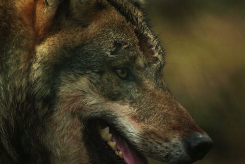 Wolf404-12