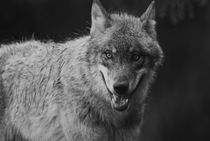 Gray wolf - monochrome von Intensivelight Panorama-Edition