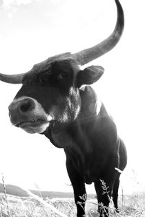 Angry black bull - monochrome von Intensivelight Panorama-Edition