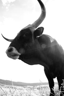 Black bull on a meadow - monochrome by Intensivelight Panorama-Edition