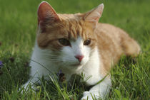 Cat on the lawn by Intensivelight Panorama-Edition
