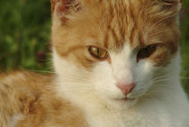 Portrait of a stern looking cat by Intensivelight Panorama-Edition
