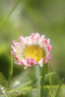 Soft daisy von Intensivelight Panorama-Edition