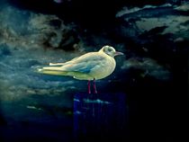 blue gull by urs-foto-art