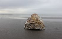Oyster on the Beach by Michael Beilicke