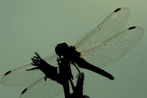 Dragonfly-against-the-sky