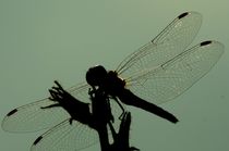 dragonfly against the sky - Libelle vor Himmel by mateart